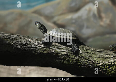 Europäische Sumpfschildkröte (Emys Orbicularis), auch bekannt als die Europäische Sumpfschildkröte im Zoo von Chomutov in Chomutov, Nord-Böhmen, Cz Stockfoto