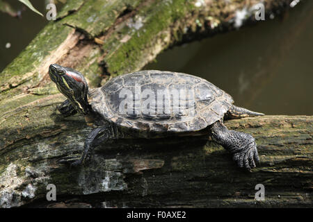 Rot-eared Slider (ist Scripta Elegans) im Zoo von Chomutov in Chomutov, Nord-Böhmen, Tschechische Republik. Stockfoto