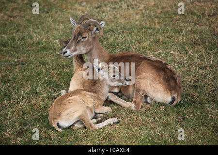 Transcaspian Urial (Ovis Orientalis arkal) im Zoo von Chomutov in Chomutov, Nord-Böhmen, Tschechische Republik. Stockfoto