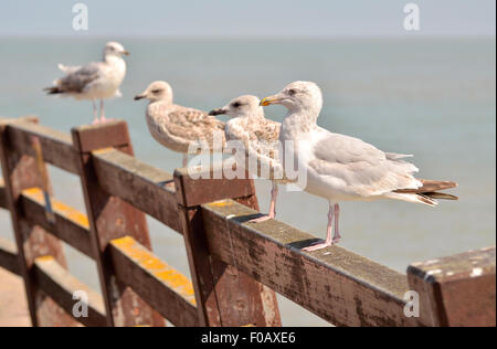 Silbermöwe (Larus Argentatus) unterschiedlichen Alters und Reifegrade. Broadstairs, Kent, England, August Stockfoto