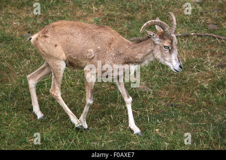 Transcaspian Urial (Ovis Orientalis arkal) im Zoo von Chomutov in Chomutov, Nord-Böhmen, Tschechische Republik. Stockfoto