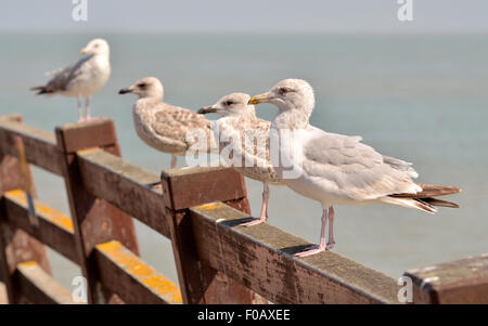 Silbermöwe (Larus Argentatus) unterschiedlichen Alters und Reifegrade. Broadstairs, Kent, England Stockfoto