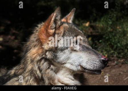 Eurasische Wolf (Canis Lupus Lupus) im Zoo von Chomutov in Chomutov, Nord-Böhmen, Tschechische Republik. Stockfoto