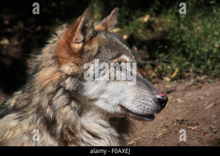 Eurasische Wolf (Canis Lupus Lupus) im Zoo von Chomutov in Chomutov, Nord-Böhmen, Tschechische Republik. Stockfoto