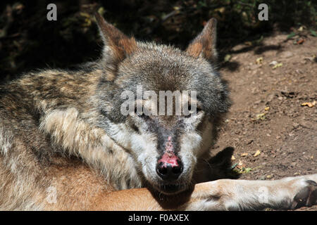 Eurasische Wolf (Canis Lupus Lupus) im Zoo von Chomutov in Chomutov, Nord-Böhmen, Tschechische Republik. Stockfoto