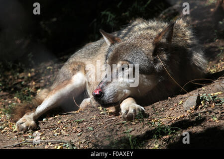 Eurasische Wolf (Canis Lupus Lupus) im Zoo von Chomutov in Chomutov, Nord-Böhmen, Tschechische Republik. Stockfoto