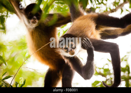 Azuero Klammeraffen, Ateles geoffroyi azuerensis, im dichten Regenwald des Cerro Hoya Nationalpark, Provinz Veraguas, Republik Panama. Stockfoto