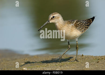 Juvenile Sichelstrandläufer im riverside Stockfoto