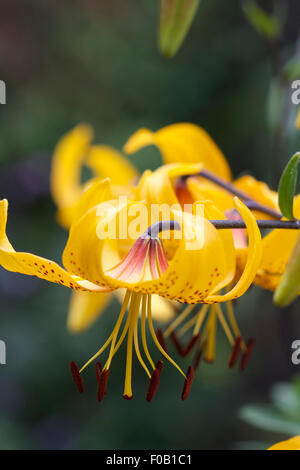 Lilium Leichtlinii Blume, goldene gelb mit dunklen Flecken und dunkle Stiele Stockfoto