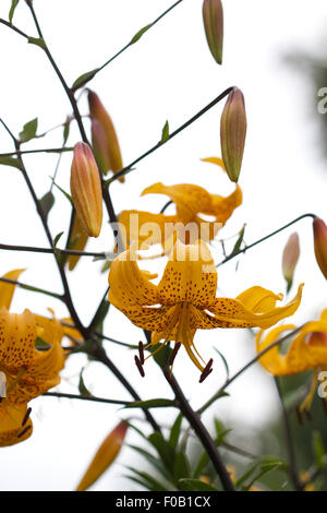 Lilium Leichtlinii Blume, goldene gelb mit dunklen Flecken und dunkle Stiele Stockfoto