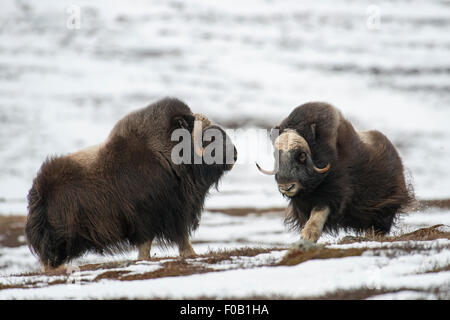 Zwei laufende Moschusochsen Stockfoto