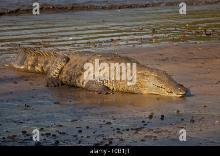 Wildtiere aus Panama mit einem amerikanischen Krokodil, Crocodylus acutus, im Coiba Island National Park, Provinz Veraguas, Pazifikküste, Republik Panama. Stockfoto