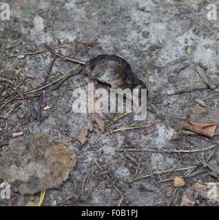 Leiche von Spitzmaus am Waldweg liegen. Toten Nager Körper. Stockfoto