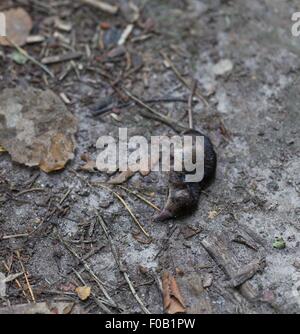 Leiche von Spitzmaus am Waldweg liegen. Toten Nager Körper. Stockfoto