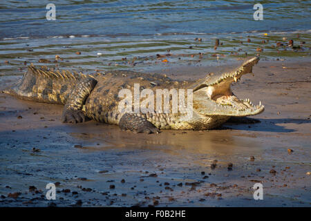 Wildtiere aus Panama mit einem amerikanischen Krokodil, Crocodylus acutus, im Coiba Island National Park, Provinz Veraguas, Pazifikküste, Republik Panama. Stockfoto