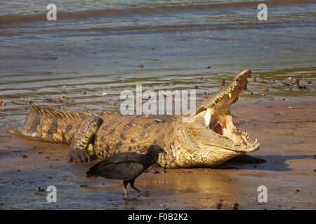 Wildtiere aus Panama mit einem amerikanischen Krokodil, Crocodylus acutus, im Coiba Island National Park, Provinz Veraguas, Pazifikküste, Republik Panama. Stockfoto