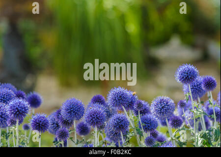 Echinops Veitch blau, Globe Thistle. Stockfoto