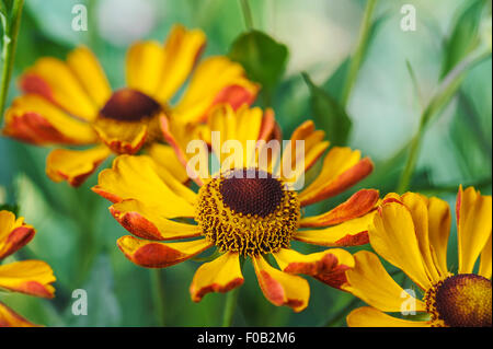 Helenium Rauchtopas asteraceae Stockfoto