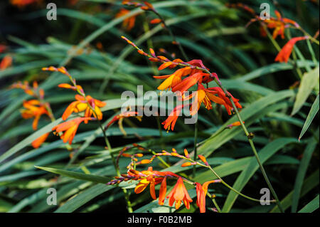 Crocosmia, Montbretia. Stockfoto