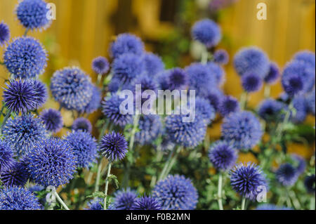 Echinops Veitch blau, Globe Thistle. Stockfoto