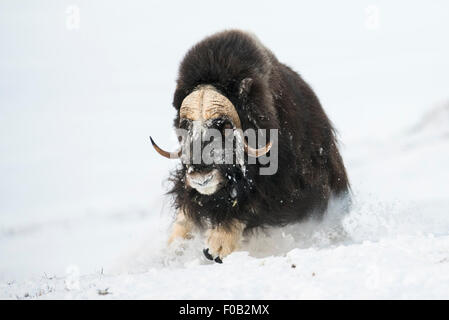 Eine laufende Moschusochsen Stockfoto