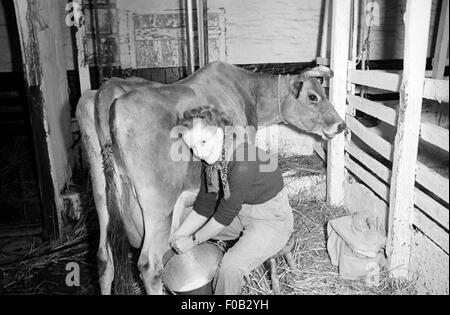 Eine Frau Hand melken ihre Kuh in der Hof-Scheune Stockfoto