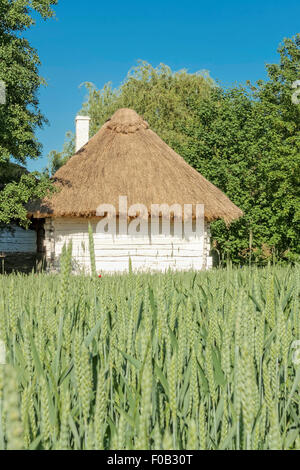 Weizenfeld in Tokarnia Freilichtmuseum, Polen Stockfoto