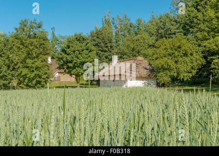 Weizenfeld in Tokarnia Freilichtmuseum, Polen Stockfoto