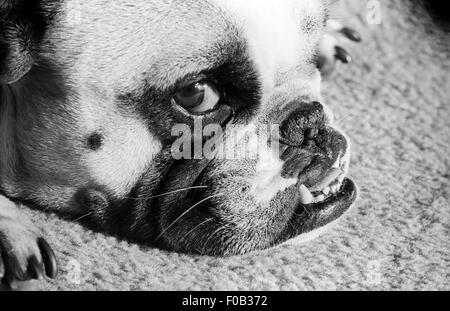 Nahaufnahme des Gesichts eine Bulldogge. Stockfoto