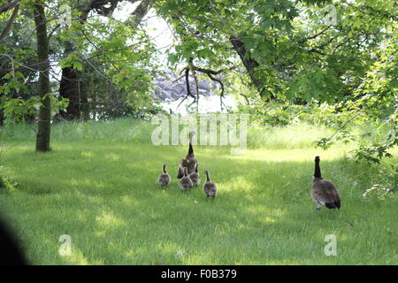 Kanadagänse und Gosling ist in hohen Gräsern Richtung ein großer Körper des Wassers. Stockfoto