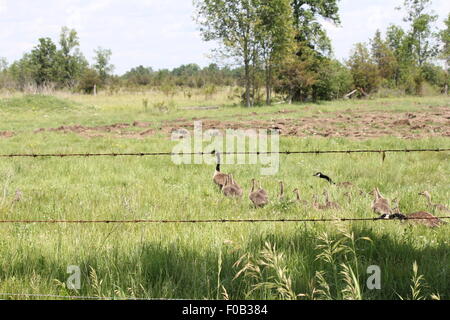 Kanadagänse und Gänsel hohes Gras in Bauern Feld in Richtung eines Gewässers Stockfoto