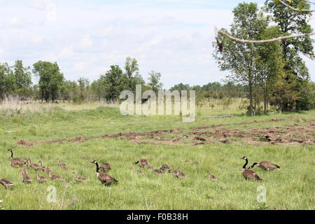 Kanadagänse und Gosling hohes Gras in Bauern Feld in Richtung eines Gewässers Stockfoto