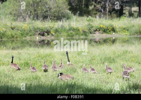 Kanadagänse und Gänsel hohes Gras in Bauern Feld in Richtung eines Gewässers Stockfoto