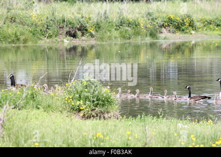 Kanadagänse und Gänsel schwimmen nahe Ufer des schmalen Bach. Stockfoto