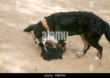 Der Berner Sennenhund, namens in deutscher Sprache die Berner Sennenhund ist eine große Hunderasse, eines der vier Rassen der Senne Stockfoto