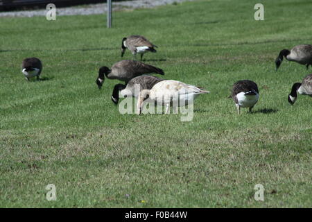 Kleine Gruppe von Kanadagänse, darunter eine weiße Gans Fütterung in den Rasen. Stockfoto