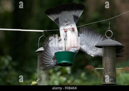 Unerwünscht, akrobatische Ringeltaube - Columba Palumbus - kopfüber hängend aus Draht, Feed von Futterhäuschen zu stehlen Stockfoto