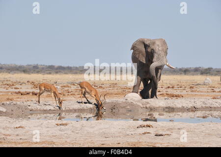 Botswana. 10. August 2015. Zwei Impala trinken Wasser neben einem Elefanten an einem Wasserloch im Nxai Pan National Park, zentrale Botswana am 10. August 2015. Die Nxai Pan National Park umfasst mehrere große Töpfe--Nxai Pan, Pan Kgama-Kgama und Kudiakam Pan, die einst alte Salzseen waren. © Liu Tianran/Xinhua/Alamy Live-Nachrichten Stockfoto