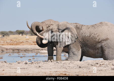 Botswana. 10. August 2015. Wasser trinken zwei Elefanten an einem Wasserloch im Nxai Pan National Park, zentrale Botswana am 10. August 2015. Die Nxai Pan National Park umfasst mehrere große Töpfe--Nxai Pan, Pan Kgama-Kgama und Kudiakam Pan, die einst alte Salzseen waren. © Liu Tianran/Xinhua/Alamy Live-Nachrichten Stockfoto