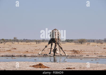 Botswana. 10. August 2015. Eine Giraffe trinkt Wasser an einem Wasserloch im Nxai Pan National Park, zentrale Botswana am 10. August 2015. Die Nxai Pan National Park umfasst mehrere große Töpfe--Nxai Pan, Pan Kgama-Kgama und Kudiakam Pan, die einst alte Salzseen waren. © Liu Tianran/Xinhua/Alamy Live-Nachrichten Stockfoto