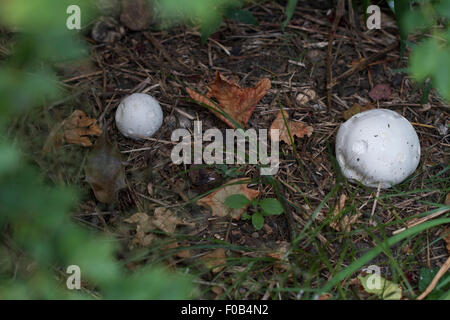 Zwei junge Giant Puffball Pilze - Calvatia Gigantea - in London Garten, knabberte über Nacht von Schnecken. Selektiven Fokus Stockfoto