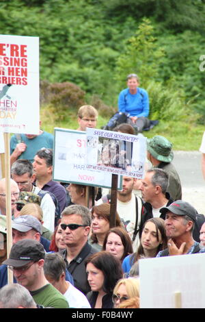 Demonstranten Kampagne gegen die illegale Verfolgung von Kornweihen am Kornweihe, Goyt Valley Derbyshire England UK Stockfoto