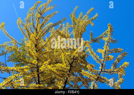 Ginkgoblaetter Im Herbst, Stockfoto