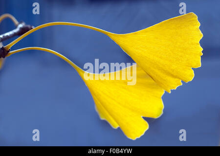 Ginkgoblaetter, Ginkgo, Biloba, Mit Herbstfaerbung, Herbst, Stockfoto