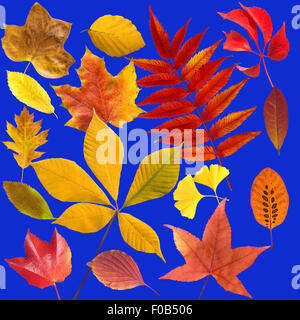 Herbstblaetter; Bunt; Leuchtend; Blatt; Blaetter; Stockfoto