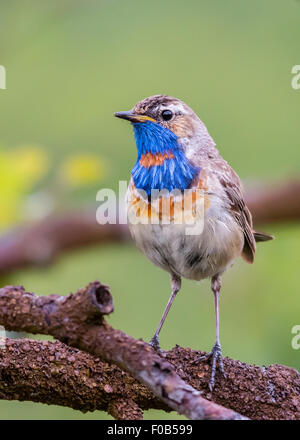 Männliche Blaukehlchen (Luscinia Svecica) Stockfoto