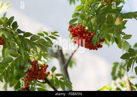 Nahaufnahme von roten Rowan Früchte am Zweig. Natur-Hintergrund der Eberesche. Stockfoto