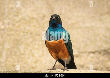 Die superbe Starling (Glanzstare Superbus) ist Mitglied der Star-Familie der Vögel. Es finden häufig in Ost-Afrika Stockfoto