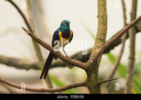 Die Golden-breasted Starling (Glanzstare Regius), auch bekannt als königliche Starling. Die Golden-breasted Starling wird verteilt Stockfoto