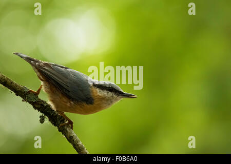 Nahaufnahme eines eurasische Kleiber oder Holz Kleiber (Sitta Europaea) in einem Wald Stockfoto